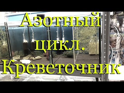 Видео: Азотный цикл в креветочнике, аквариуме простыми словами: запуск нового аквариума, креветочника.