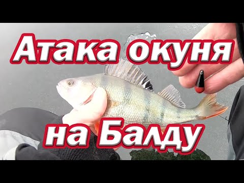 Видео: Реакция окуня на Балду /Подводные съёмки  Атака окуня под водой Балда на окуня с магазина