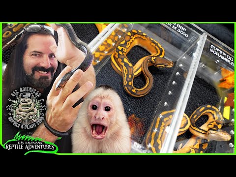 Видео: Крупнейшая выставка рептилий в самом сердце Америки! Всеамериканская выставка рептилий и растений...