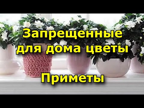 Видео: Запрещенные для дома цветы. Приметы.