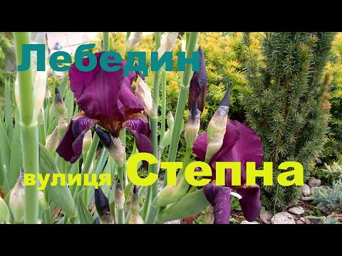 Видео: Лебедин улица Степная