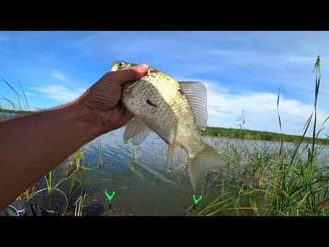 Видео: РЫБАЛКА. КАРАСЬ не ДАЁТ ЗАБРОСИТЬ! Ловля Карася на ПОПЛАВОЧНУЮ УДОЧКУ