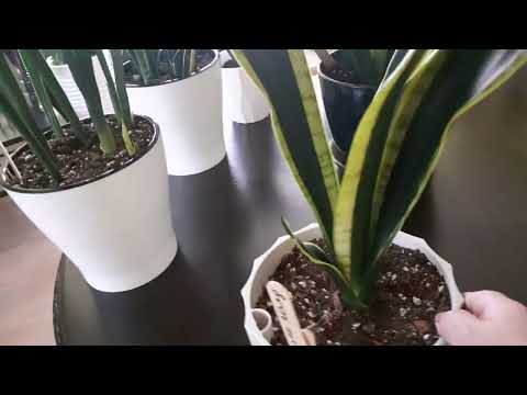 Видео: Обзор сансевиерии.