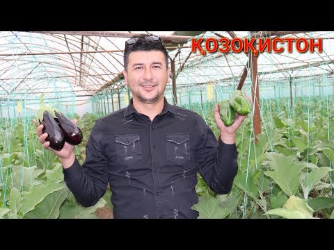 Видео: ҚОЗОҚИСТОНДА БАҚЛАЖОН ВА БОЛГАРСКИЙНИ ҚАНДАЙ ЙЕТИШТИРИШМОҚДА