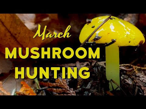 Видео: Мартовская грибная охота в лесах Тихоокеанского Северо-Запада — весенний сбор грибов начинается!