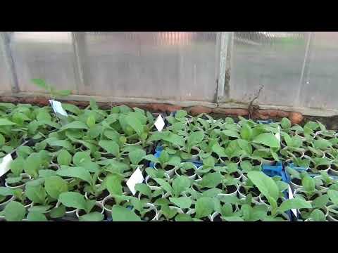 Видео: Рассада табака 6 апреля 2025