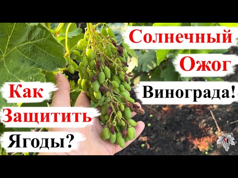 Видео: Солнечный ОЖОГ Винограда! Как ЗАЩИТИТЬ Ягоды?