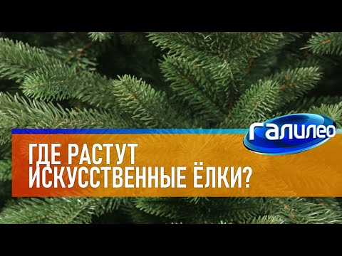 Видео: Галилео 🎄 Где растут искусственные ёлки?