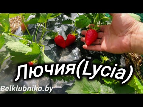 Видео: Сорт клубники Лючия (Люция) Lycia. Belklubnika.by