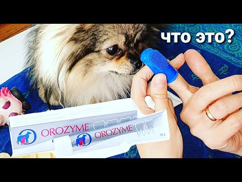 Видео: OROZYME  - гель для снятия зубного налёта у собак.