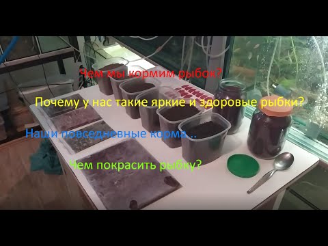 Видео: Чем мы кормим рыбку?Почему у нас такие яркие рыбки?Покраска рыбок.