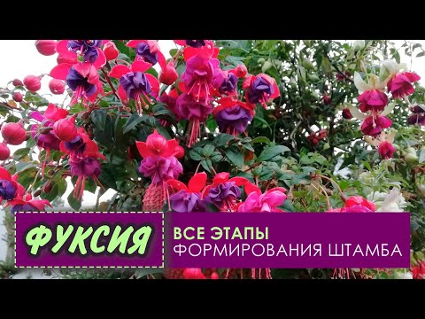 Видео: Как правильно сформировать ФУКСИЮ в штамб