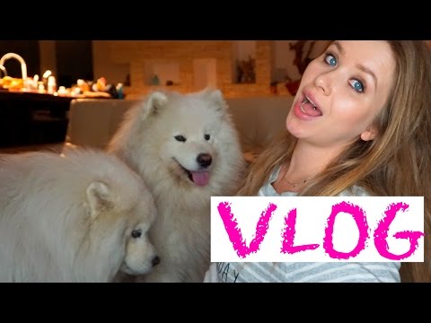 Видео: МОИ СОБАКИ I Домашний VLOG :)