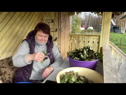 Видео: СОБРАЛА УРОЖАЙ ЧЕРНОПЛОДКИ! РАЗГОВОР ПО ДУШАМ. ВАСИЛЬЕВНА РАССКАЗАЛА.