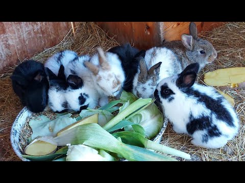 Видео: ОБЗОР КРОЛЬЧАТ🐰КОРМЛЕНИЕ🐇СОДЕРЖАНИЕ🐇РАЗВЕДЕНИЕ КРОЛИКОВ🐰🐇