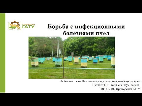 Видео: Борьба с инфекционными болезнями пчел. Пулинец Е.К.