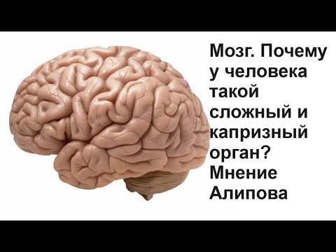 Видео: Мозг. Почему у человека такой сложный и капризный орган? Мнение Алипова