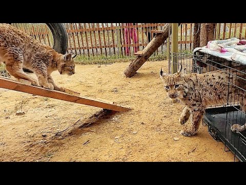 Видео: СВЕРШИЛОСЬ! Спасённый рысёнок Тимка и рысь Клео начинают НОВУЮ ЖИЗНЬ! УРА!