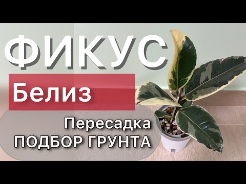 Видео: Пересадка ФИКУСА из торфа с полной очисткой корней. На фитиль Подбор нового грунта Дневник садовода