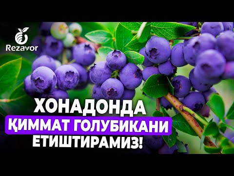 Видео: ХОНАДОНДА ҚИММАТ ГОЛУБИКАНИ ЕТИШТИРАМИЗ! | REZAVOR #голубика #malina #xonadon