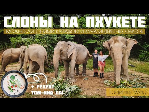 Видео: Знакомство со слонами на Пхукете | Честный отзыв на Bukit Elephant Park