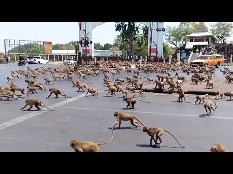 Видео: Массовое Вторжение Животных в Города