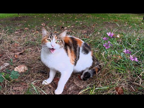 Видео: Она мяукает самым мягким и скрипучим образом