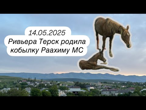 Видео: Прибавление в Маквин Стад, рождение кобылки от Хмеля🐴🫶🏼