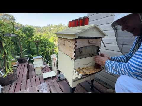 Видео: Сливаю мед опять. Австралийский улей - Drain honey again Australian Flower hive