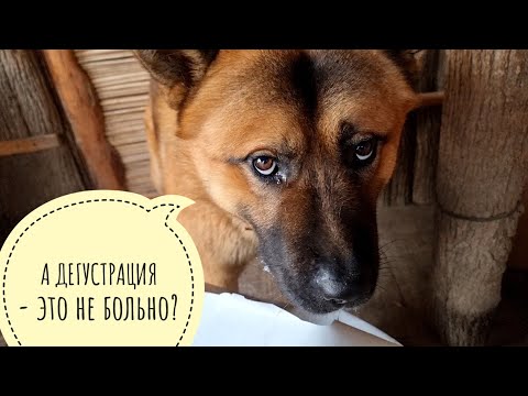 Видео: Пёс Кубик принимает новую партию вкусного корма от CaneGatto. Весёлая распаковка в Избушке