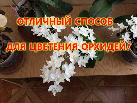 Видео: ОРХИДЕИ .СУПЕР СПОСОБ  ЗАСТАВИТЬ ОРХИДЕЮ ЦВЕСТИ.УХОД ЗА ФАЛЕНОПСИСАМИ.