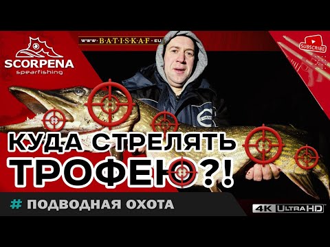 Видео: Куда?В какое место правильно стрелять трофейную рыбу?!