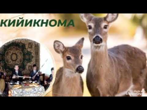 Видео: #КИЙИКНОМА   #ШАП_ШАП_ҚОРИ    УМАРАЛИХОН ҚОРИ МУҲИДДИНОВ