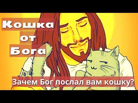 Видео: Кошка от Бога.Зачем Бог послал вам кошку?