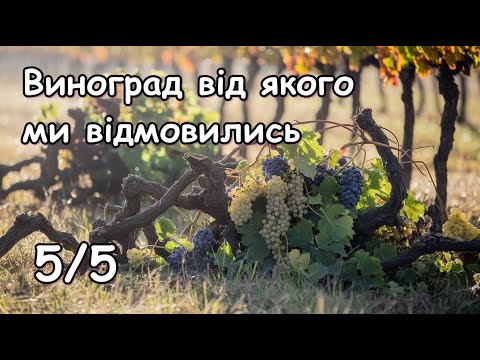 Видео: Виноград від якого ми відмовились 5/5