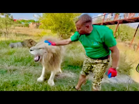 Видео: ШОК ВИДЕО! Белый лев подошел к Олегу Зубкову и почти спокойно дал себя гладить!