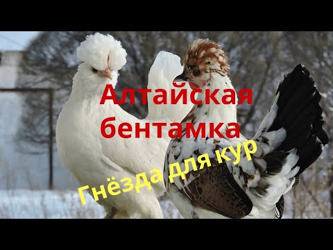 Видео: Потери и приобретения,#Гнёзда для кур,#Алтайская бентамка