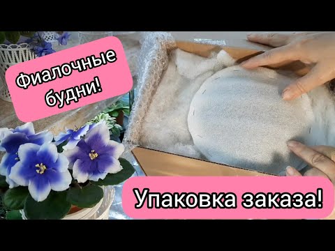 Видео: Фиалочные будни! Упаковка деток и больших фиалок для отправки почтой!