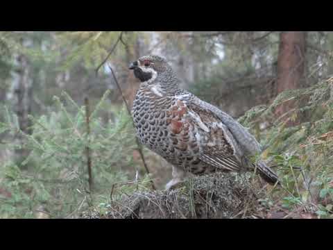 Видео: рябчик свистит (ответил на манок )