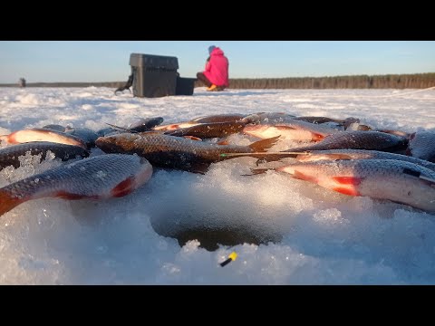 Видео: Магия безнасадки. Ловим плотву на "сыр"