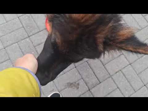 Видео: Генри Чойс щенок немецкой овчарки 🐕‍🦺🐾 Исполнилось 5 месяцев 🎂🥳 09.09.2025