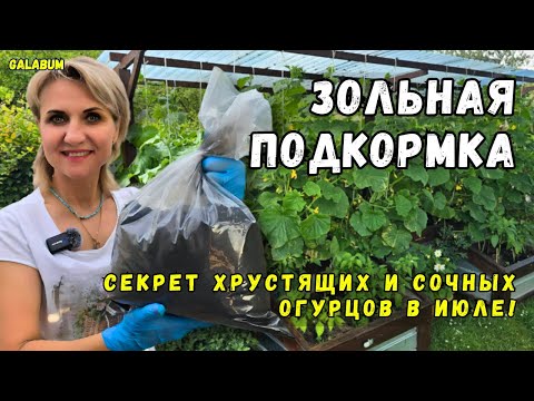 Видео: ЗОЛЬНАЯ ПОДКОРМКА ДЛЯ ОГУРЦОВ в июле — секрет богатого урожая / Как удвоить урожай огурцов.