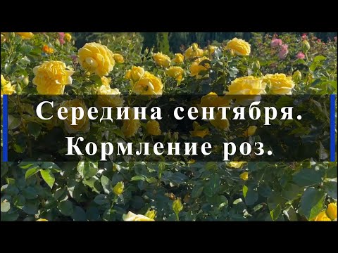 Видео: Середина сентября.Кормление роз. Питомник растений Е. Иващенко
