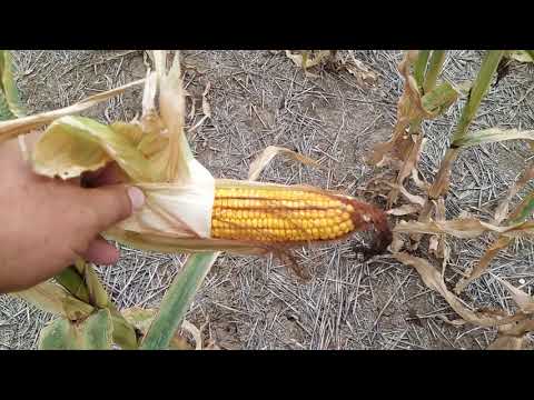 Видео: 20.08.2020. Кукуруза ДКС3969 и МАС 34Б. Технология No-till!