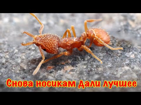 Видео: The Ants. Гигантский челюстной муравей.