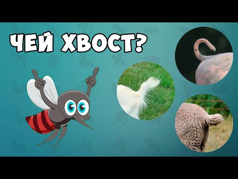 Видео: Угадай животное по хвосту – тест викторина про животных для детей от Комарика