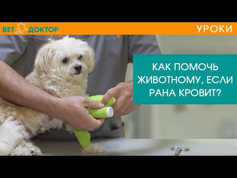 Видео: Рана у собаки на лапе. Как остановить кровь и наложить повязку? Чем обезболить?