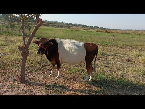 Видео: 8 октября 2025 Г. 7 САР ГОВИ БУГУЗИ ФУРУШИ ТЕЛ 900645152