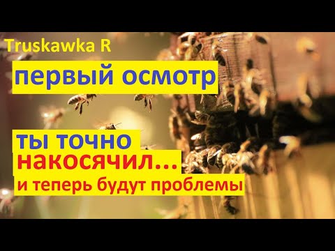 Видео: Пчёлы. Первый осмотр пасеки после облёта. Что нужно сделать и какие ошибки. Иначе пчёлы  пропадут
