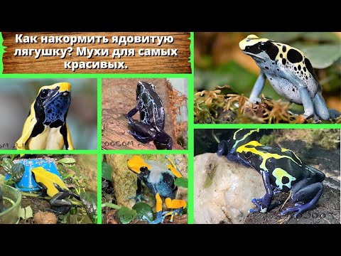 Видео: Как накормить ядовитую лягушку? Мухи для самых красивых.